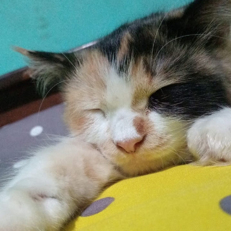 Apink The Cat