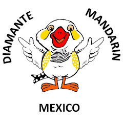 Логотип каналу Diamante Mandarin México
