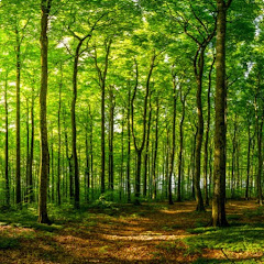 一般社団法人フィトンチッドの森・チャンネルアイコン画像