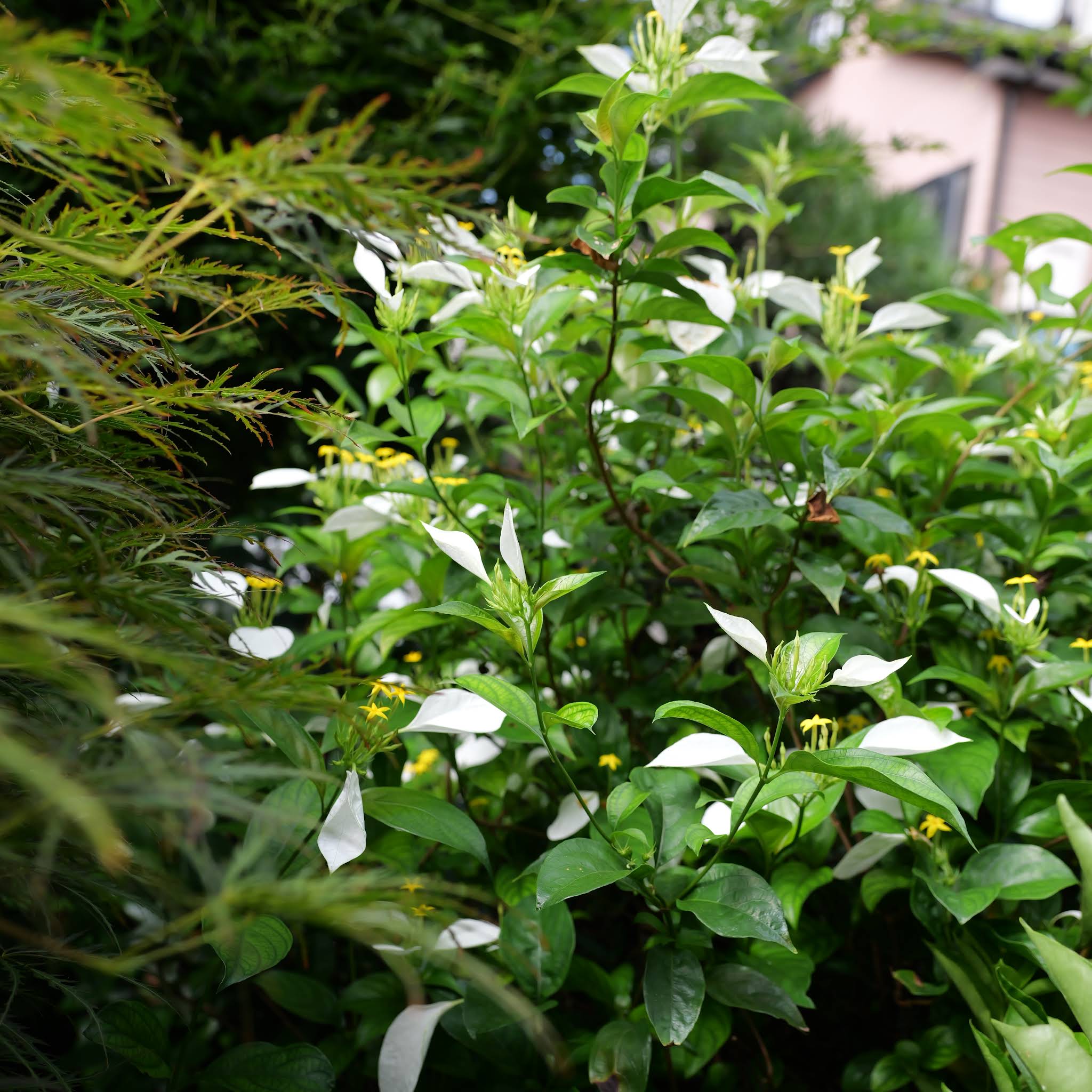 ホワイトコンロンカ Mussaenda parviflora 2026年8月5日 つるを伸ばし