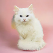 Cute cat 465
