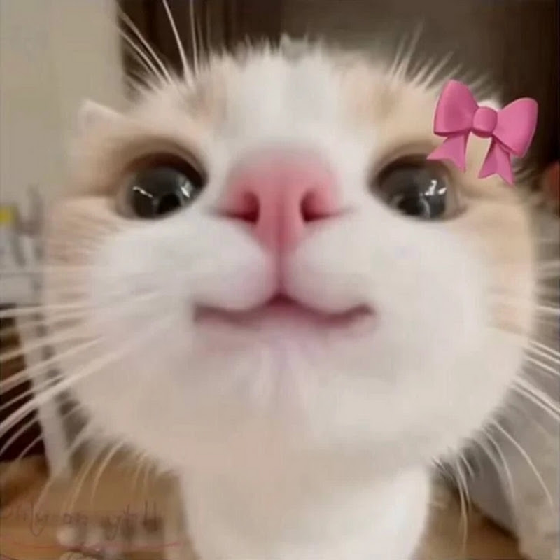 🩷Pierożek🩷
