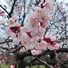 分享生活趣事アイコン画像