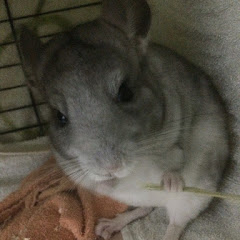 鬼柏ぽこ鉄.