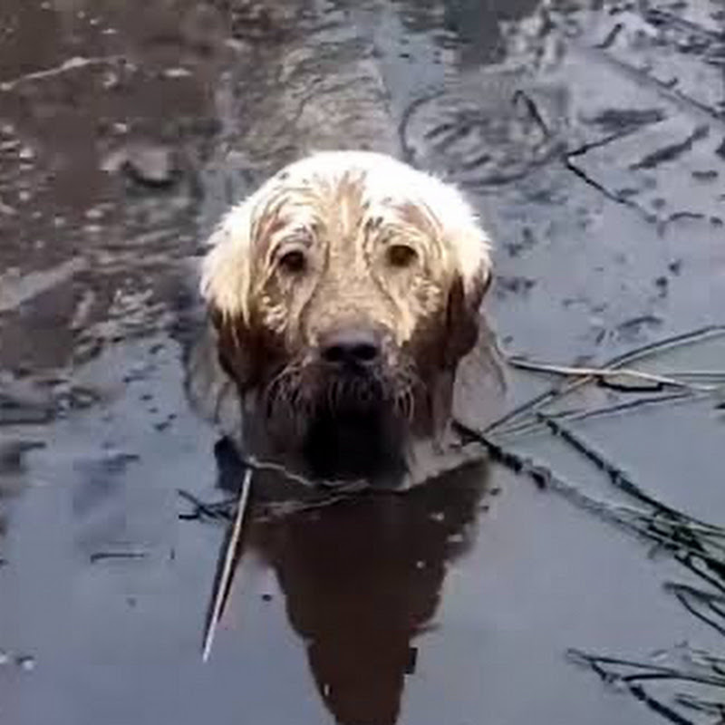 泥沼議会のサムネイル