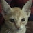 @ChessCat1500