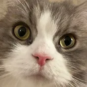 猫ヌコちゃんねる