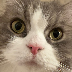 猫ヌコちゃんねる