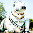 WS2OHNBkeE8-channel-avatar-Abc bulls