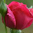 @amazingvideoprachitanwer4907