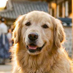 The Puggy Chronicles