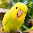 KBdYyFr8zTw-channel-avatar-Budgie melody