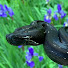 r88kGVU9c4Y-channel-avatar-SnakeWerks