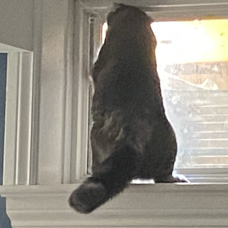 Bald spot crazy cat