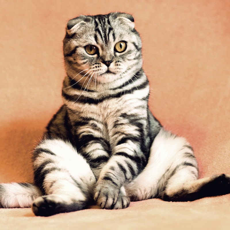 StaticCat