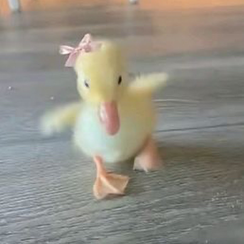 코오리