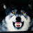 @whuss-yu4sx