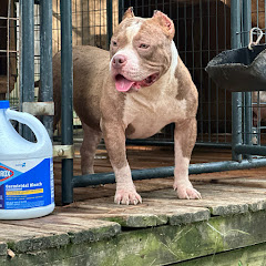 Solja Squad Killa Kennels Bullies Avatar