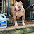 Solja Squad Killa Kennels Bullies