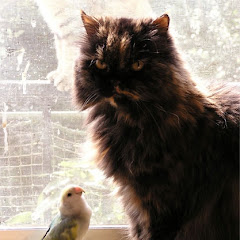 猫鳥じゅりっぺ