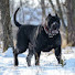 qJWdhB_n54Q-channel-avatar-Canine Trace 