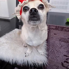Chihuahuachronicles Featuring Cooper-Barf-Shazzy