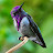 @hummingbirds_n_more