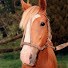 I_o6sebgPu0-channel-avatar-VIDA CAMPESTRE MDQTEAM