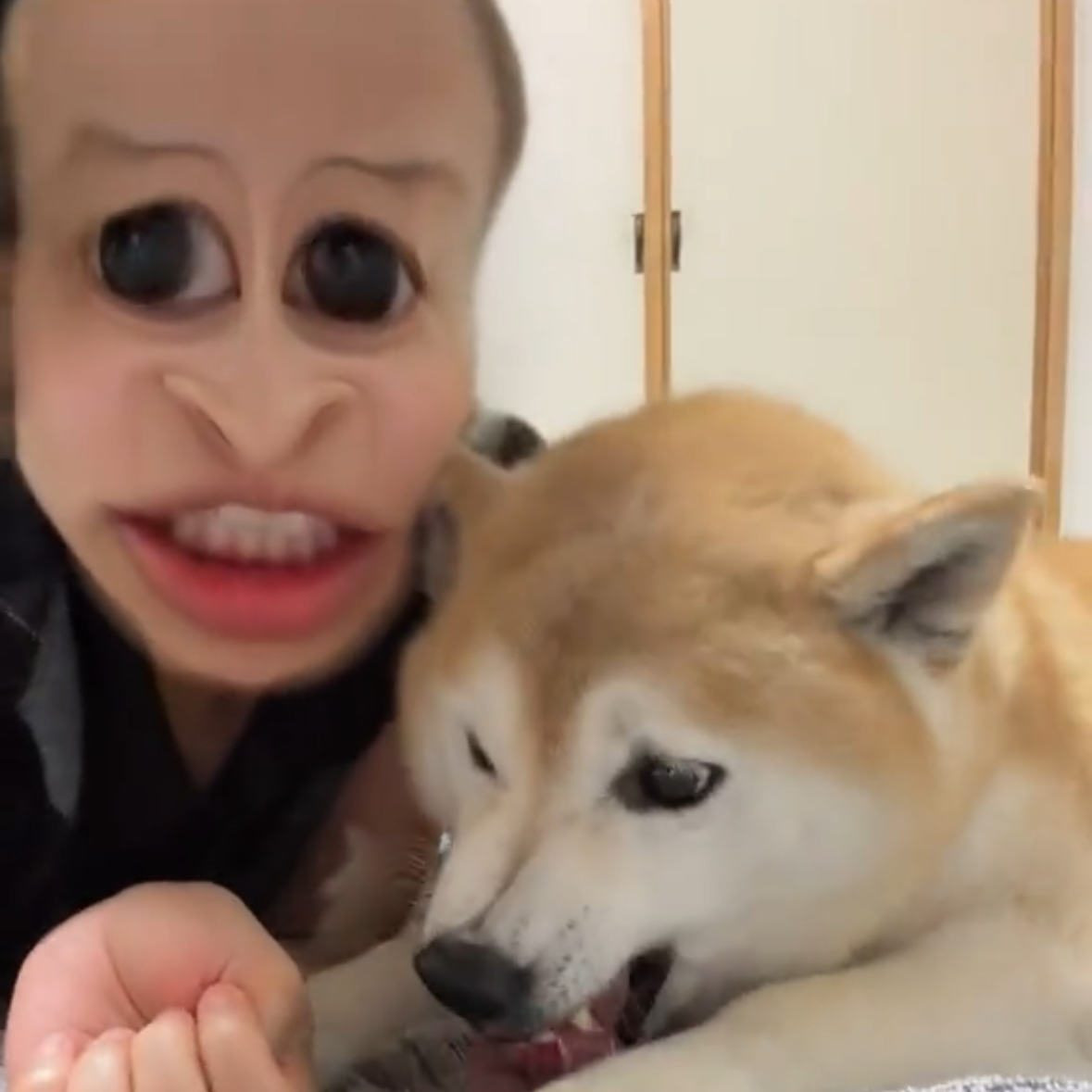 仲良し柴犬♡フライパン YouTube