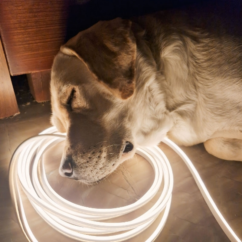 Hire Bruno's doggy diaries — Pets & Animals YouTube creator for sponsorships