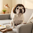 _YqKfU9jwP4-channel-avatar-Ha's Funnydoghouse