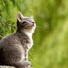 O-g5LOtDDtk-channel-avatar-Stray cats