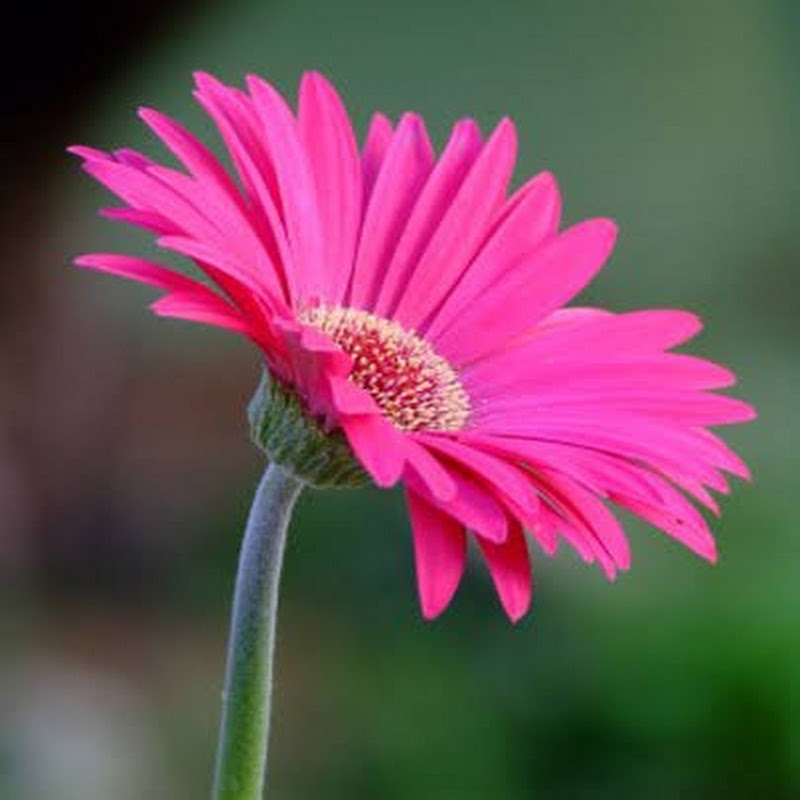 সখের বাগান 💜 (gardening and vlog) 