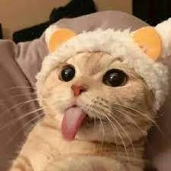 宠物搞笑合集_FunnyPetVideoアイコン画像