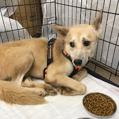 保護ネコ保護イヌ　シロとニャンコアイコン画像