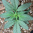 @Harvest_hustlers
