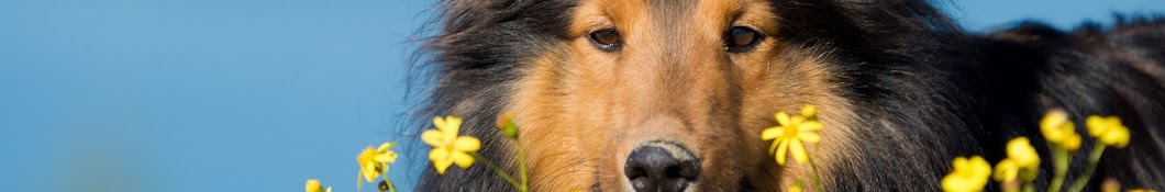 varieties of breeds of dogs Awatar kanału YouTube