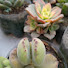 2VzNrMBpAW4-channel-avatar-Pintaplantas