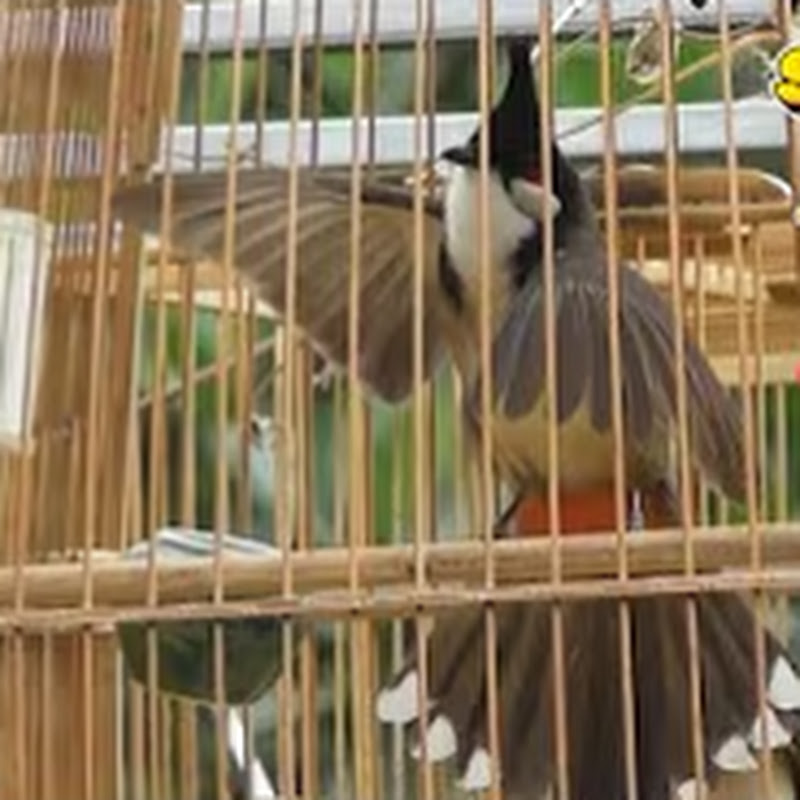 Chim Huế Luyện Giọng