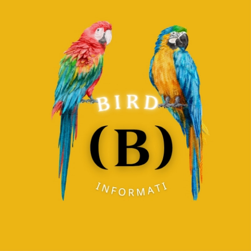 Bird (B) informti