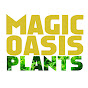 MagicOasis - Hoyas and Orchids logo