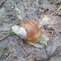 uWCEu-ODsys-channel-avatar-krab z grabiami