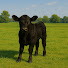 PIc4-jtXwTY-channel-avatar-Dave's Calves & Creations