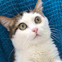 Adorable Paws Avatar