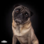 Notorious_TED - Teddy the pug logo