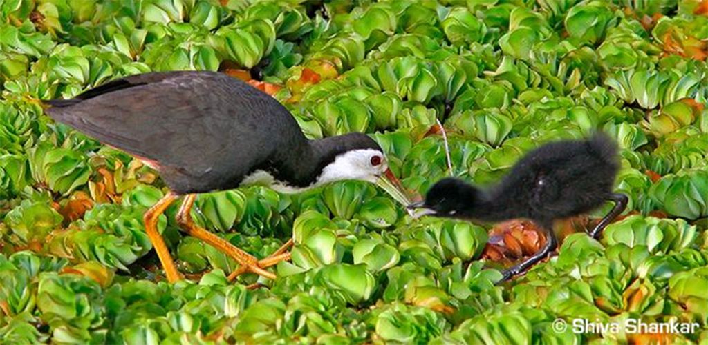 530+ Sketsa Gambar Burung Ruak Ruak HD Terbaik