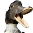PbJZ3l8U0-M-channel-avatar-MyDUCK & Friends