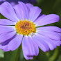 Daisy Purple Flower logo