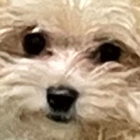 イッヌ チャンネル profile image