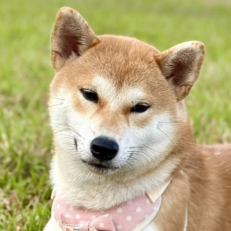Haru The Shiba
